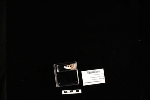 Paramesotriton caudopunctatus