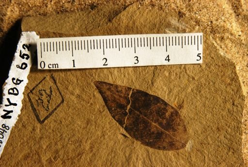 Caesalpinites acuminatus