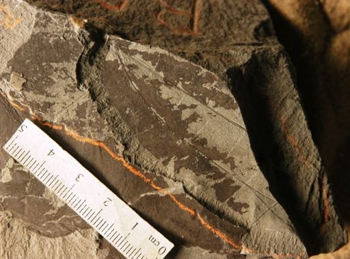 Zizyphus pseudochloroxylon