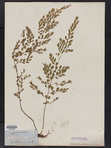 Plantae