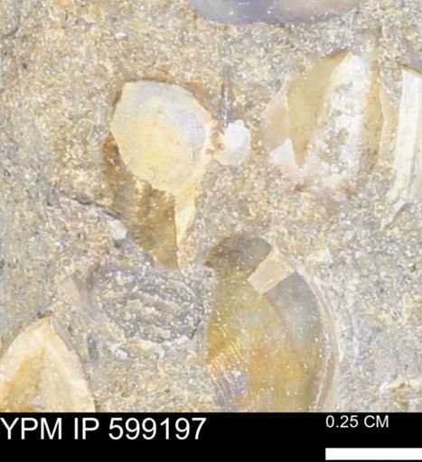 undet. Echinoconchoidea