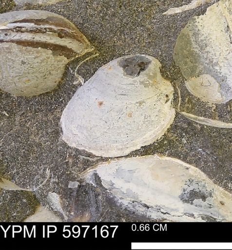 Limopsis striatopunctatus