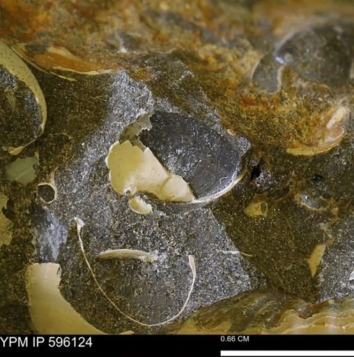 undet. Bivalvia