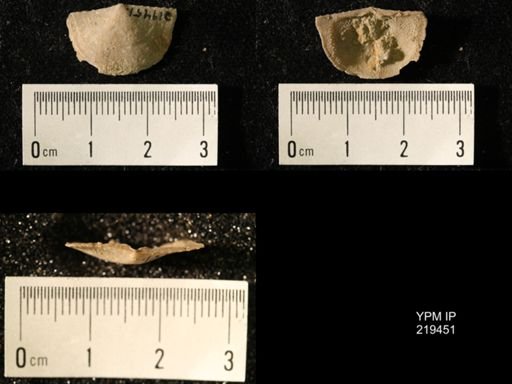 Chonetes granulifer