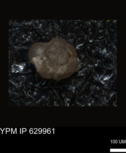 undet. Foraminiferida