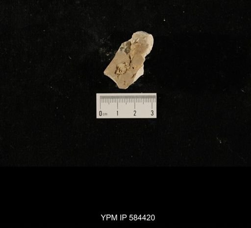 Ceraurus sp.