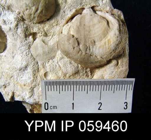 Meristella lentiformis