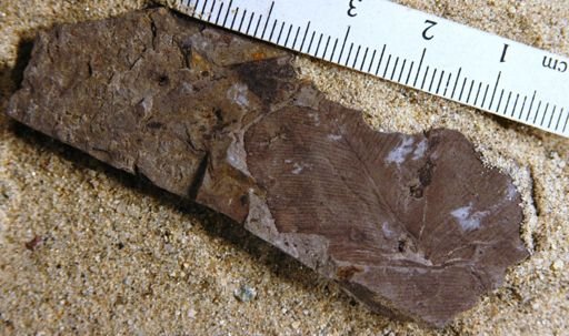 Furcillopteris aquilae