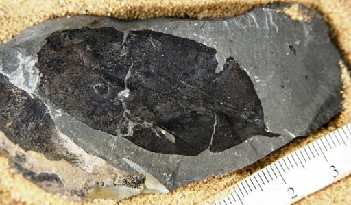 Angiospermopsida