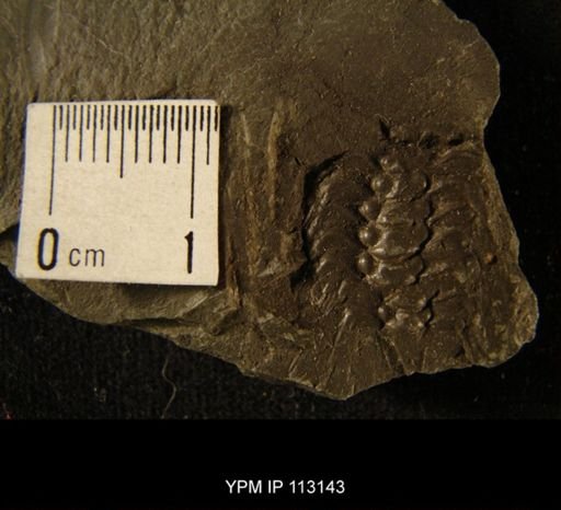 Acidaspis buchi