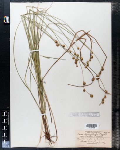 Carex hormathodes