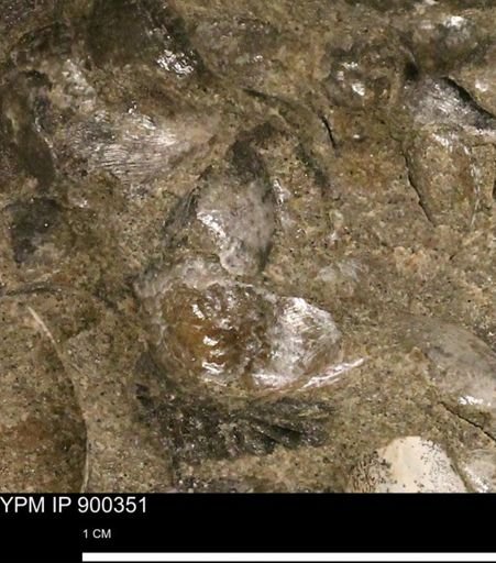 Anomia gryphorhyncha