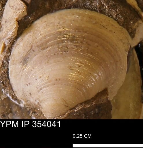 Limopsis striatopunctatus