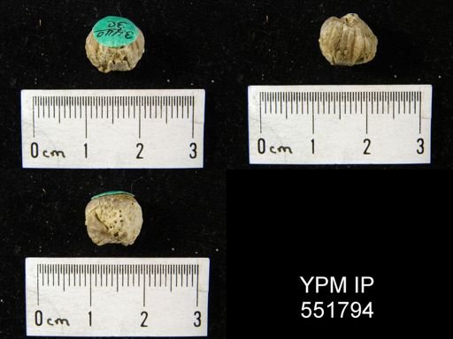 Rhynchopora sp.