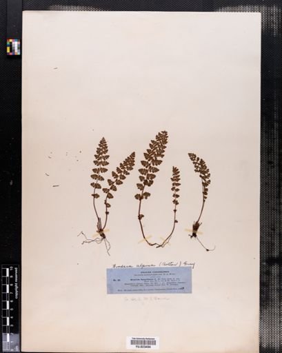 Woodsia alpina