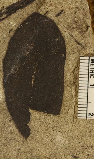 Sagenopteris nilsoniana