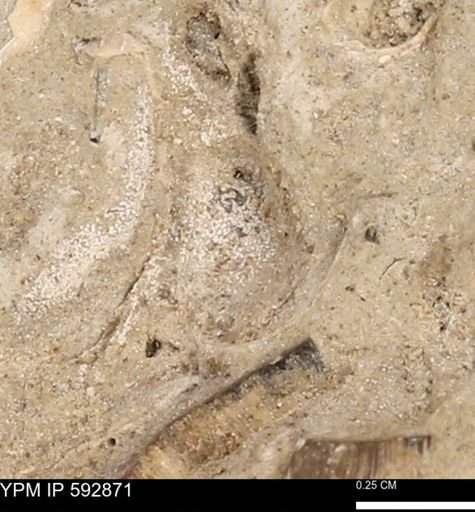 undet. Mollusca