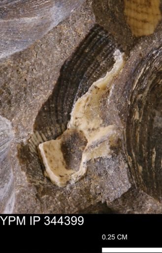 undet. Bivalvia