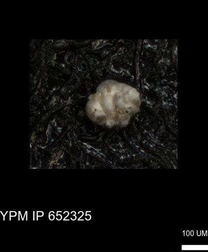 undet. Foraminiferida