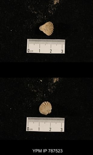 undet. Brachiopoda