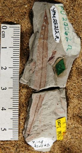 Salix heartensis