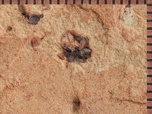 Coleoptera?