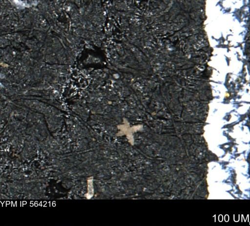 undet. Porifera