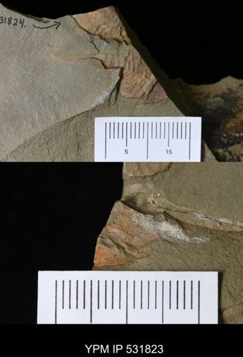 undet. Xiphosurida