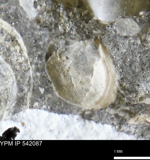 Corbulamella gregaria