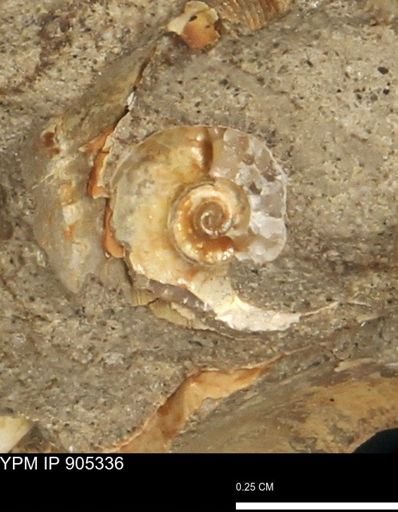 undet. Scaphitidae