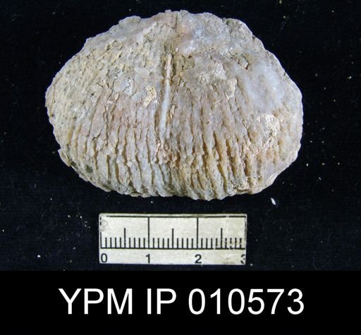 Productus ivesi