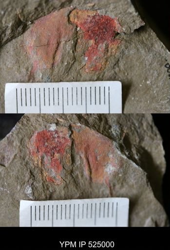 undet. Porifera