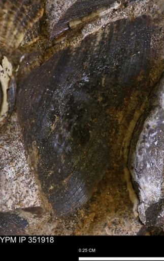 Limopsis striatopunctatus