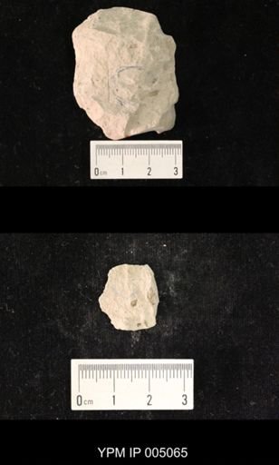 Protopanorpa permiana