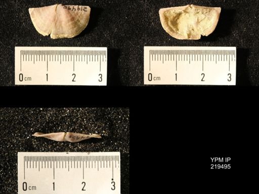 Chonetes granulifer