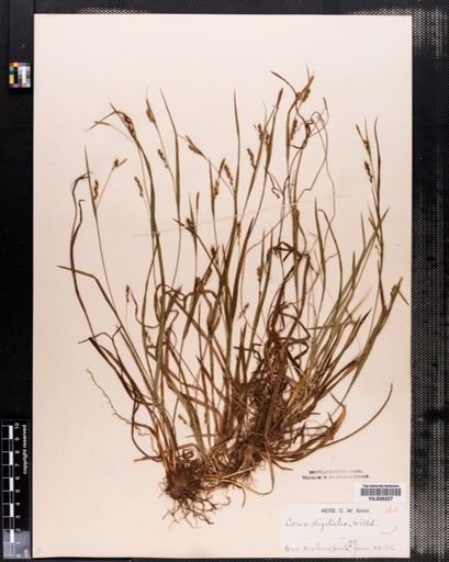 Carex digitalis