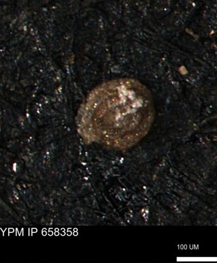 Spirolocammina subcircularis