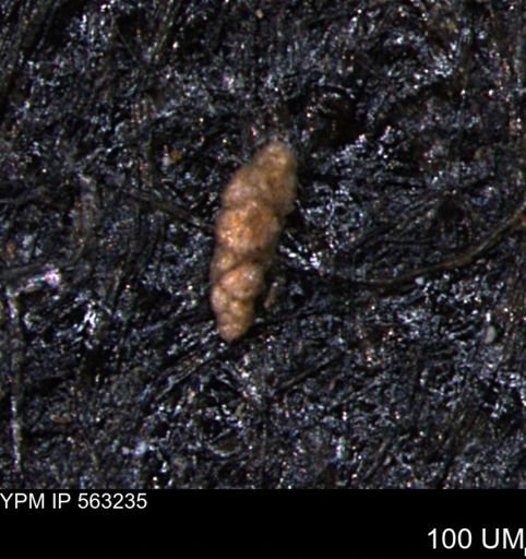 Verneuilinoides hectori