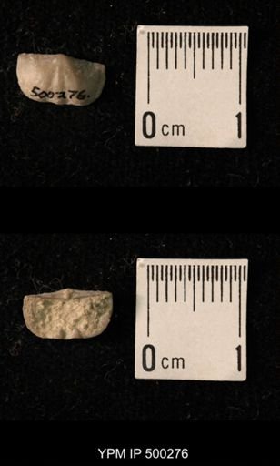 Mesolobus mesolobus decipiens