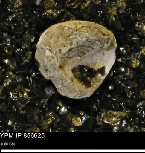 Euspira sp.