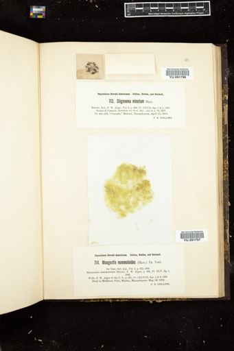 Mougeotia nummuloides