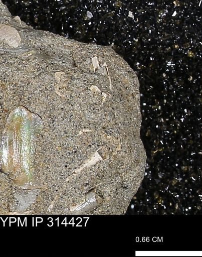 undet. Scaphopoda
