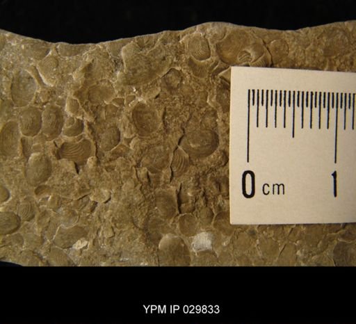 undet. Cyzicidae