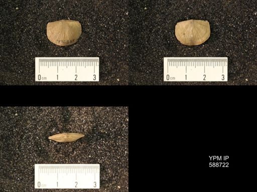 Strophomena sulcata