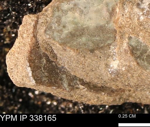 undet. Bivalvia