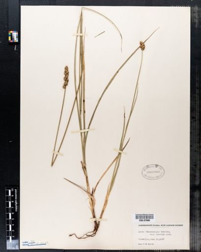 Carex muehlenbergii