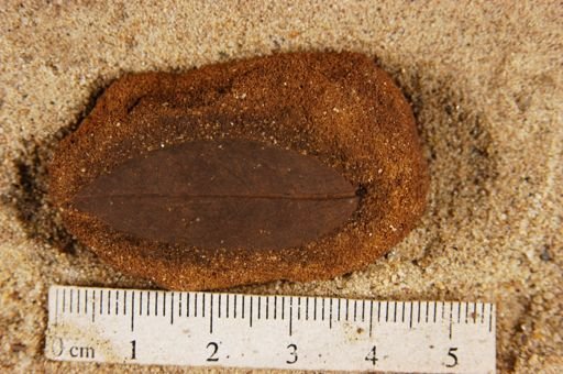 Angiospermopsida