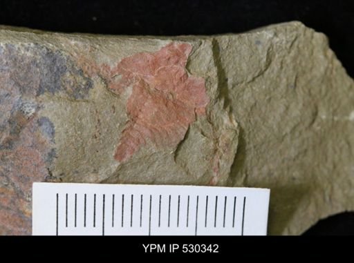 undet. Xiphosurida