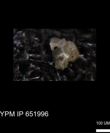 undet. Heterohelicidae