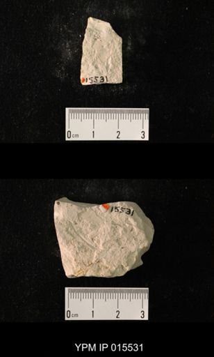 Probnis speciosa